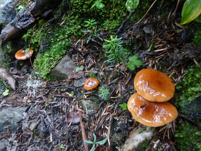 chougatake20140907-2 (12).JPG