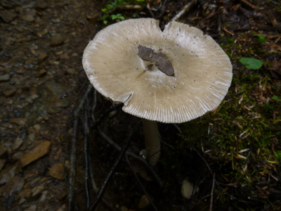 chougatake20140907-2 (13).JPG
