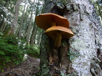 chougatake20140907-2 (22).JPG
