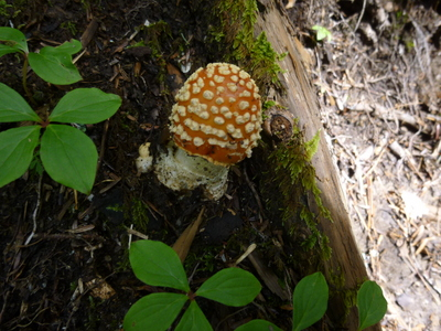 chougatake2014-kinoko.JPG