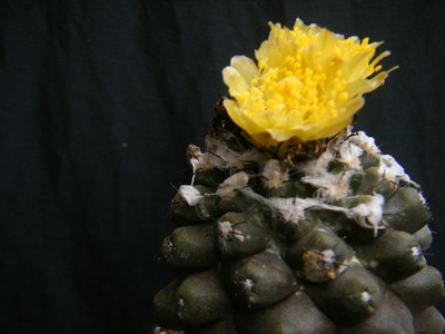 Copiapoa hypogaea (2).JPG