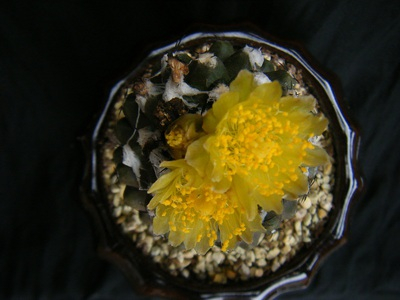 Copiapoa hypogaea (3).JPG