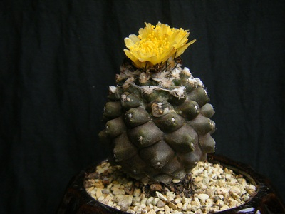 Copiapoa hypogaea (4).JPG
