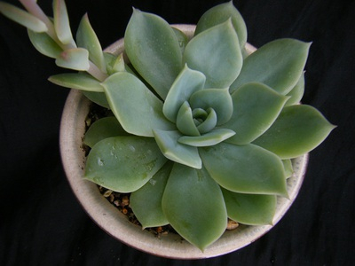 Echeveria cv. 　Fun Queen (2).JPG