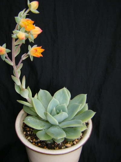 Echeveria cv. 　Fun Queen (3).JPG
