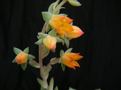 Echeveria cv. 　Fun Queen (5).JPG