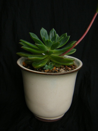 echeveria emeraldlip (2).JPG