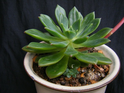 echeveria emeraldlip (3).JPG