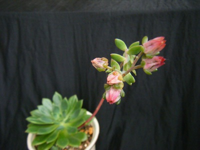 echeveria emeraldlip (4).JPG