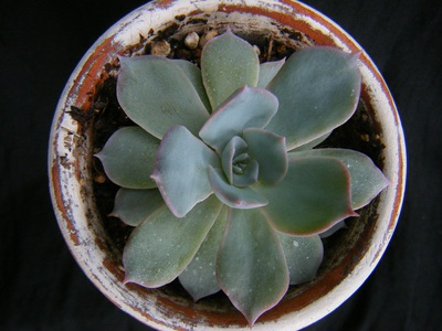 echeveria peacockii subsessilis (2).JPG