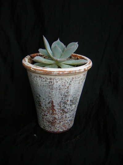 echeveria peacockii subsessilis (3).JPG