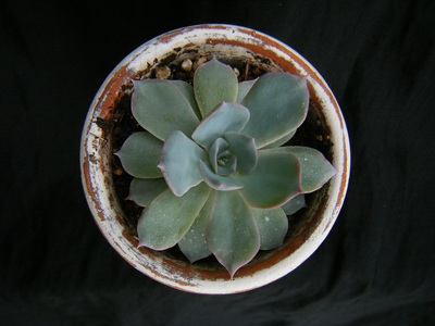 echeveria peacockii subsessilis (4).JPG