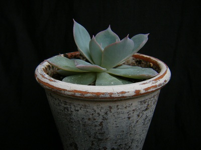 echeveria peacockii subsessilis (5).JPG