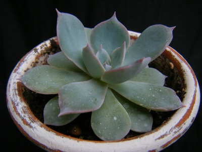 echeveria peacockii subsessilis (6).JPG
