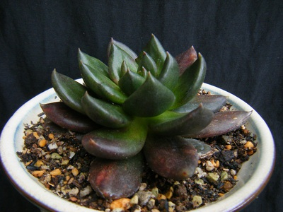 Echeveriakurosuke (4).JPG