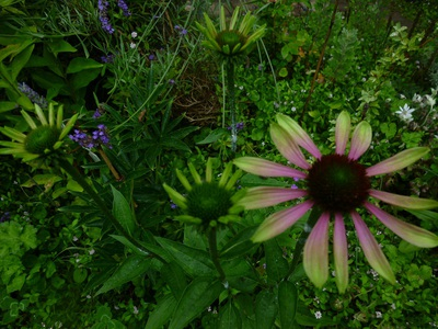 echinacea2015 (2).JPG
