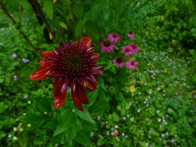 echinacea2015 (4).JPG