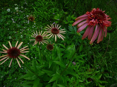 echinacea2015 (5).JPG