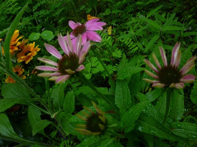 echinacea2015 (6).JPG