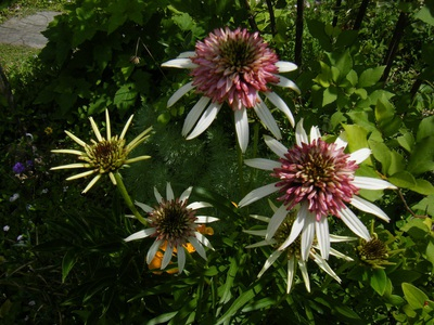 echinacea2015 (7).JPG