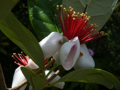feijoa2015 (1).JPG