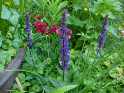flowers1605 (2).JPG