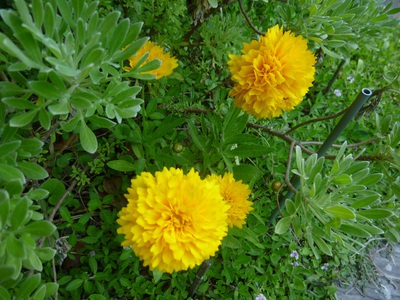 flowers1605 (3).JPG