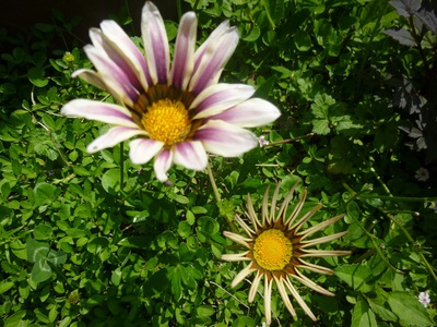 flowers1605 (4).JPG