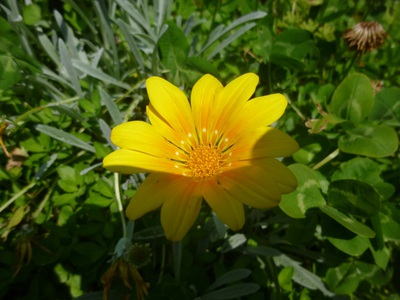 flowers1605 (6).JPG