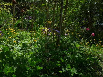 garden1504 (1).JPG