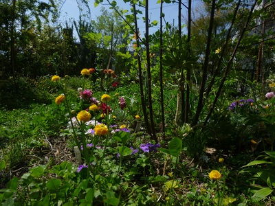 garden1504 (2).JPG