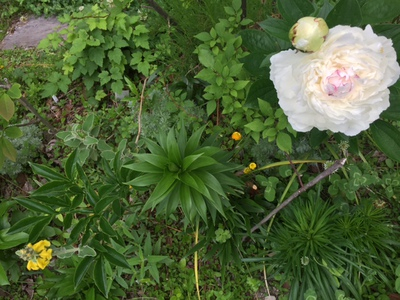 garden2018gw (10).JPG