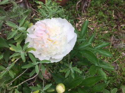 garden2018gw (11).JPG