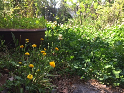 garden2018gw (4).JPG