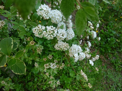 garden2-201604 (2).JPG