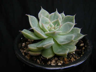 graptoveria-margaretreppin(2).JPG