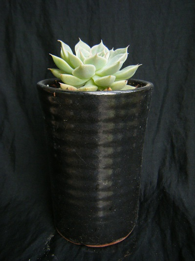 graptoveria-margaretreppin(3).JPG