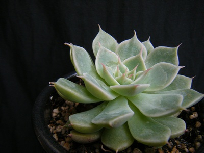 graptoveria-margaretreppin(4).JPG