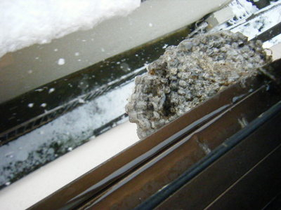 hachinsu2013-1.JPG