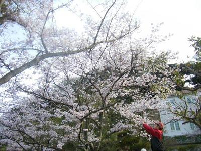 hanami2011_04100017.JPG