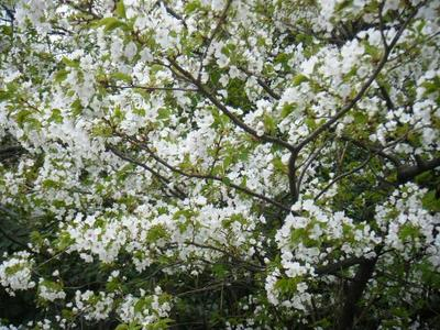 haruyama2011_04100001.JPG