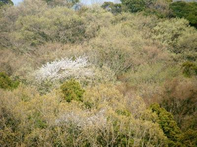 haruyama2011_04100009.JPG