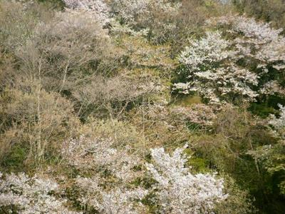 haruyama2011_04100010.JPG