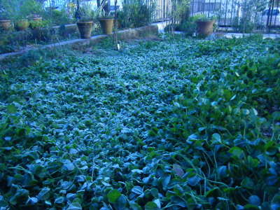 hatsugoori2012-2.JPG