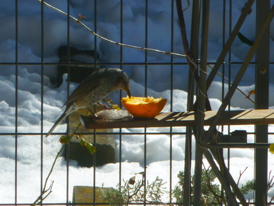 hiyodori1402 (2).JPG