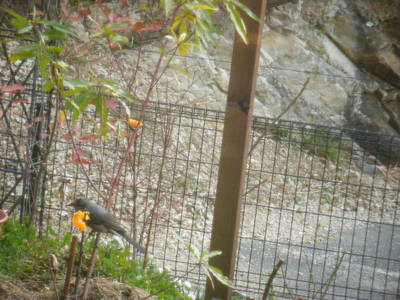 hiyodori-mikan-2.JPG
