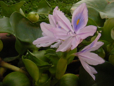 hoteiaoi-1-2012-2.JPG