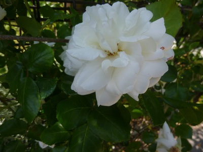 ikegaki1605 (3).JPG