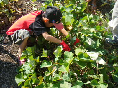 imohori2012-1.JPG