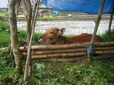 indonesia-animal-2.JPG